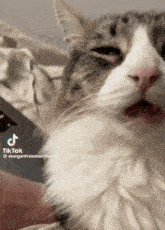 Cat Confused Cat GIF - Cat Confused Cat Wtf GIFs