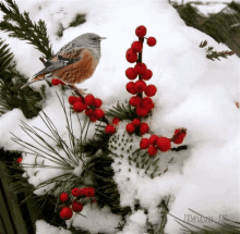 Snow Birds GIF - Snow Birds GIFs