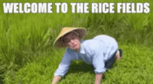 Welcome To Rice Fields GIF - Welcome To Rice Fields GIFs