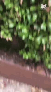 Surprise Astonished GIF - Surprise Astonished Hiding GIFs