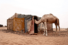 a camel standing in front of a tent with a blanket on the door that says ' s ' on it