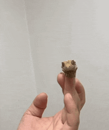 Gekko Gecko GIF - Gekko Gecko Jump GIFs