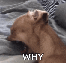 a brown dog is laying on a bed with the word why written on it