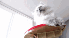 Cat Ragdoll GIF - Cat Ragdoll Paw GIFs