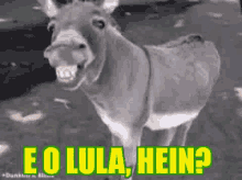Pt Lula Hein Donkey GIF - Pt Lula Hein Donkey Funny GIFs