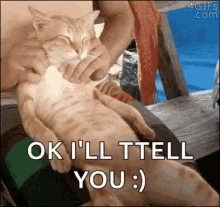 Ill Tell You Cat GIF - Ill Tell You Cat Massage GIFs