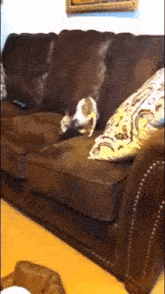 a dog laying on a brown leather couch