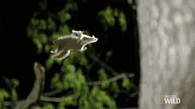 flying squirrel wrestling gif