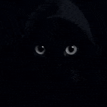 a black cat is wearing a black hoodie with the words oh a on it