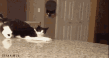 Cat Scared GIF - Cat Scared Creeped Out GIFs