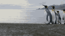 walking national geographic penguins wildlife resurrection island go inside an antarctic city of400000king penguins