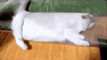 a white cat is laying on its back on a couch