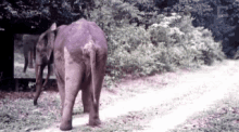 Funny Animals Elephant GIF - Funny Animals Elephant Mirror GIFs