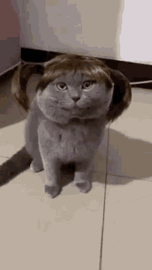 cat wig cat in wig looks around looking around