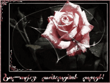 gilocav dabadebis dges dabadebis dge gilocav pink rose