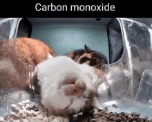 a group of hamsters in a clear cage with the words carbon monoxide on the bottom