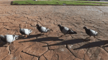 Pigeons GIF - Pigeons GIFs