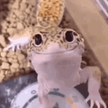 Smiley Gecko GIF - Smiley Gecko Happy GIFs