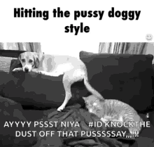 Funny Animals Doggystyle GIF - Funny Animals Doggystyle Tail GIFs