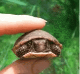 Turtle Pet GIF - Turtle Pet Baby Turtle GIFs