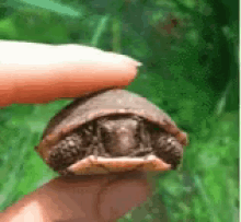 Turtle Pet GIF - Turtle Pet Baby Turtle GIFs