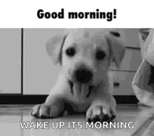 Good Morning GIF - Good Morning Dog GIFs