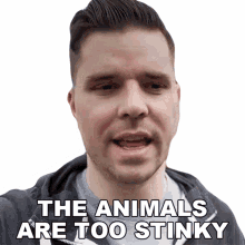 animals are