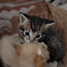 a small kitten is playing with another kitten