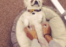 Judgingharley  GIF - Chillin Dog Scratch GIFs