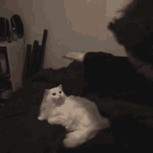 Lypur Petting GIF - Lypur Petting Cat GIFs