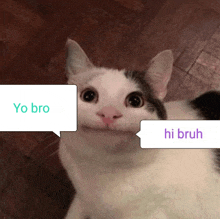 Beluga Cat Memes GIF - Beluga Cat Memes Funny GIFs
