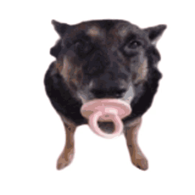 Dog sucking on online toy