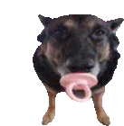 Binky Dog Binking Dog Sticker - Binky Dog Binking Dog Dog Binky Stickers