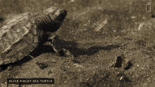 crawl nat geo wild hatchling baby turtle wriggle