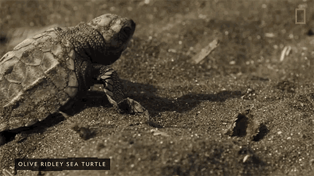 Crawl Nat Geo Wild GIF - Crawl Nat Geo Wild Hatchling - Discover & Share GIFs Crawl Nat Geo Wild GIF - Crawl Nat Geo Wild Hatchling - Discover & Share GIFs
