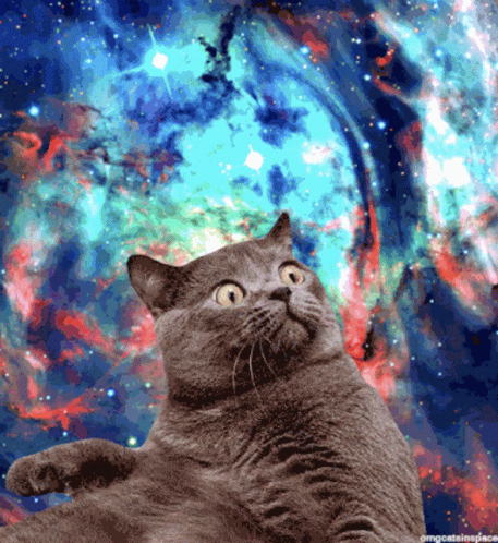 more space cat
