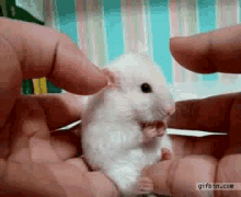 pet small mouse cute shocked