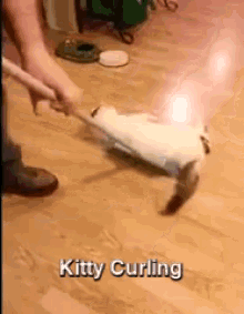 Kitty Curling Is So Fun! GIF - Kitty Curling GIFs