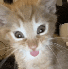 a close up of a kitten with its tongue hanging out