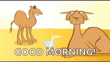 Camel What GIF - Camel What Drinks GIFs