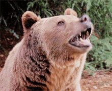 Greys Anatomy Grizzly Bear GIF - Greys Anatomy Grizzly Bear Roar GIFs