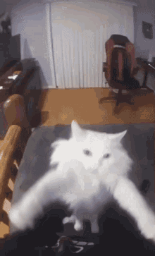 Cat White GIF - Cat White Shaking GIFs