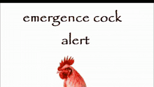 a blue rooster is standing in front of a white background with the words emergence cock alert