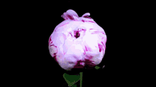 Flower Bloomingflower GIF
