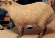 Capybara Cute GIF - Capybara Cute Cute Capybara GIFs