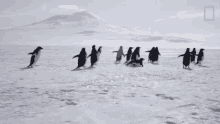 Group Of Penguins Going Away Continent7 GIF