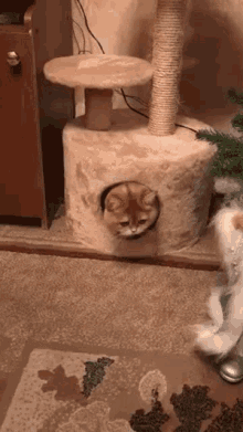 Persik Cute Cat GIF