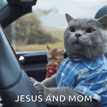 Ondrejbrousil Cat Driving GIF - Ondrejbrousil Cat Driving Cat GIFs