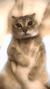 Vro Tole Tole GIF - Vro Tole Tole Vro Cat GIFs