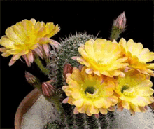 flowers pretty cactus cactusflower bloom